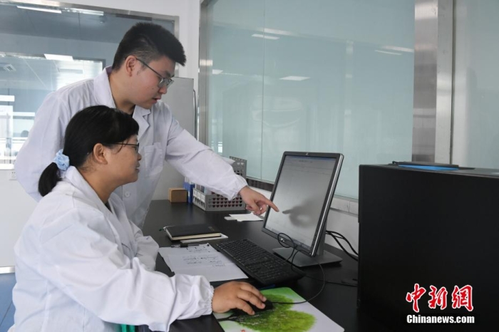 在安徽省合肥市丰乐种业实验室，科研人员进行水稻基因型数据分析。 韩苏原 摄