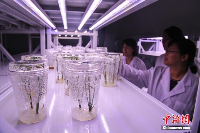 在安徽省合肥市丰乐种业实验室，科研人员查看组培育苗。 韩苏原 摄