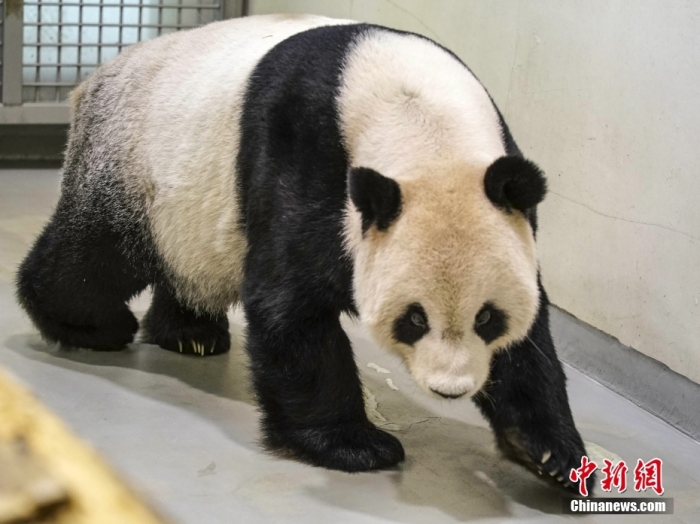 资料图：大熊猫“团团”。图片来源：视觉中国