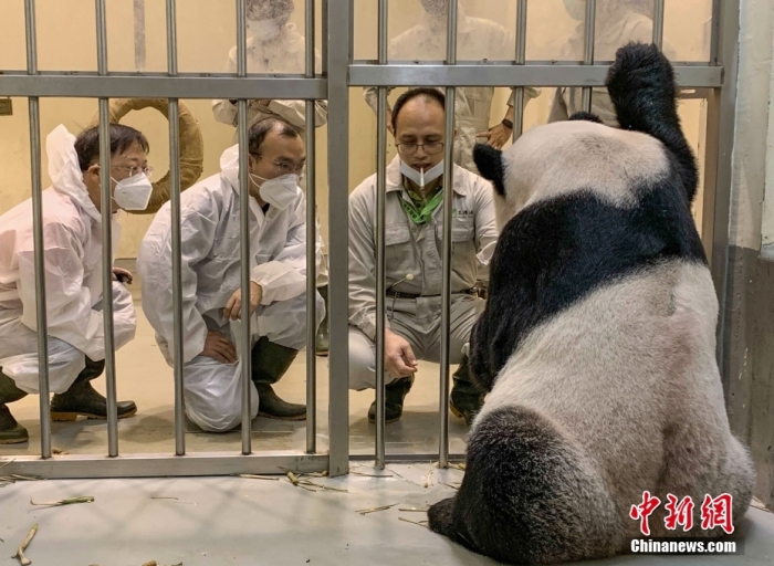 2022年11月2日，来自中国大熊猫保护研究中心的两位专家魏明(左)、吴虹林(中)在台北市立动物园观察大熊猫团团。图片来源：视觉中国