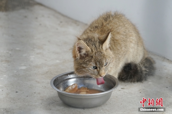 图为1月18日，在青海省祁连山国家公园野生动物救护繁育站内，一只荒漠猫正在进食。 <a target='_blank' href='/'>中新社</a>记者 马铭言 摄