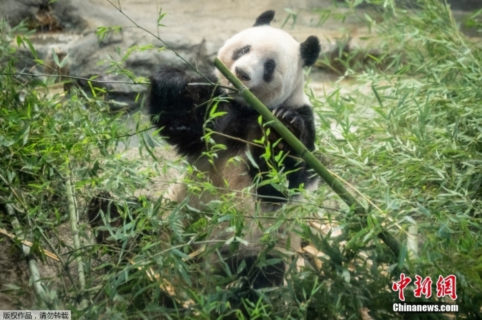 旅日大熊猫“香香”离开上野动物园 今日启程返回中国