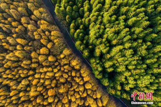 China's sustained afforestation efforts green the world