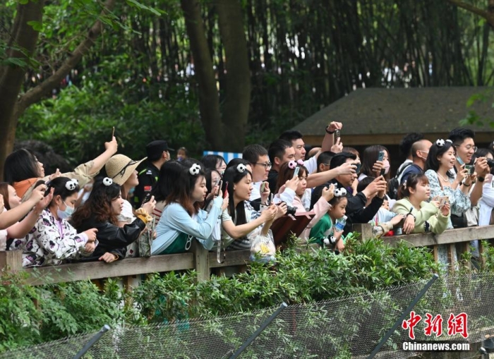 图为拍摄大熊猫的游客。安源 摄