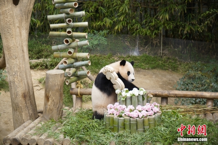 资料图：旅韩大熊猫“福宝”。
中新社
记者 刘旭 摄