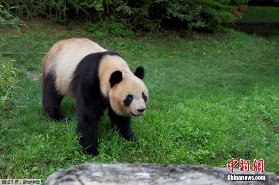 Giant panda Yuan Meng arrives in Chengdu for new chapter