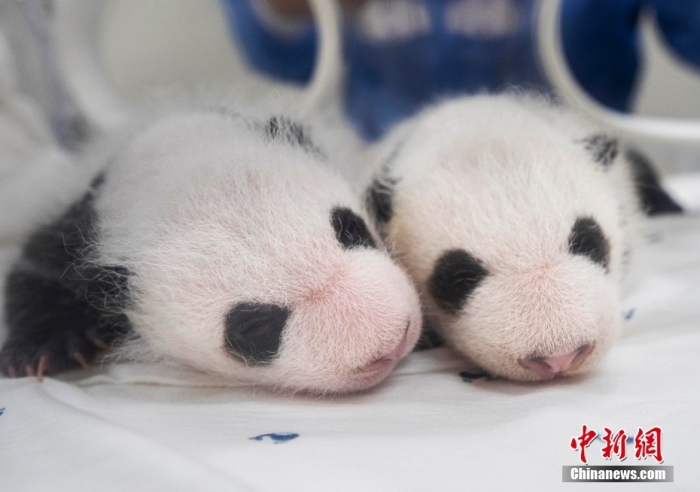 韩爱宝乐园大熊猫幼崽征名投票开启：名字必须有“宝”字