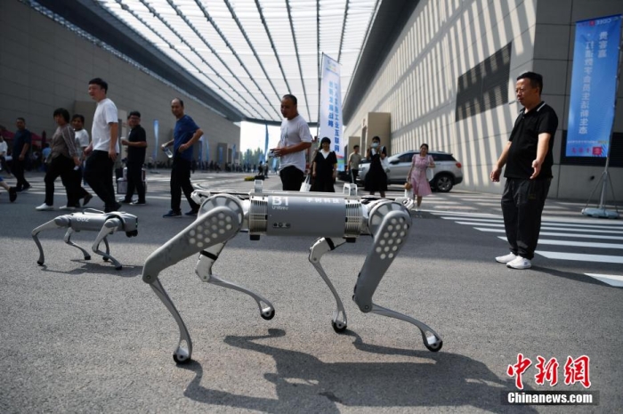 图为2023中国国际数字经济博览会展馆外，两只正在“散步”的智能机器狗吸引参观者。
中新网
记者 翟羽佳 摄