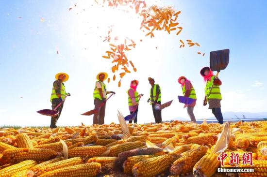 China's food yield to grow 1.1% annually over the coming decade