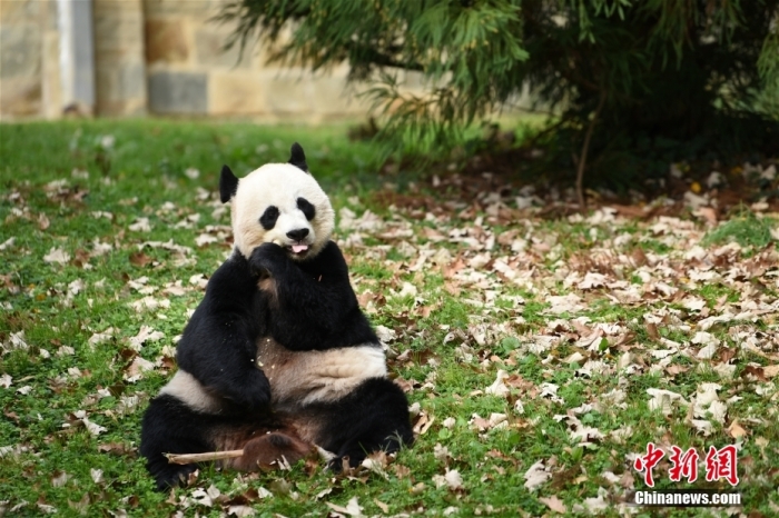 2020年11月23日，美国华盛顿国家动物园宣布，为旅美大熊猫“美香”所生的雄性幼崽命名“小奇迹”。图为“美香”在大熊猫馆的画面。<a target='_blank' href='/'>中新社</a>记者 陈孟统 摄