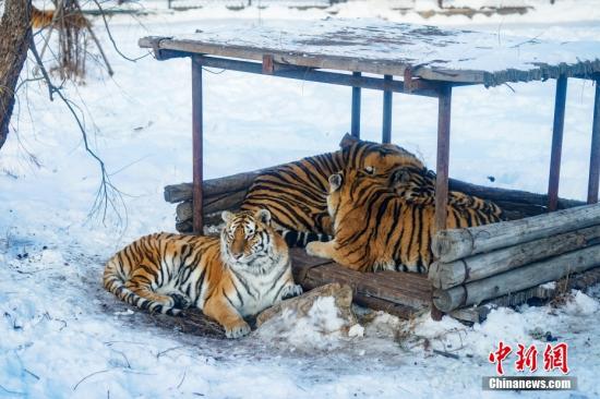China kicks off nationwide special rectify action on artificial breeding of terrestrial wildlife
